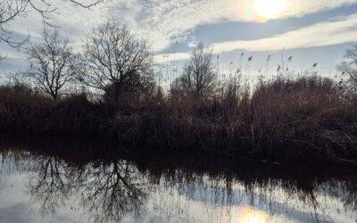 M’n innerlijke kameleon. Over loslaten en opnieuw omarmen