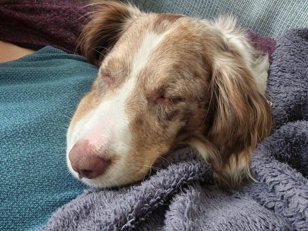 Hond Liv ligt heerlijk te slapen na een reiki sessie